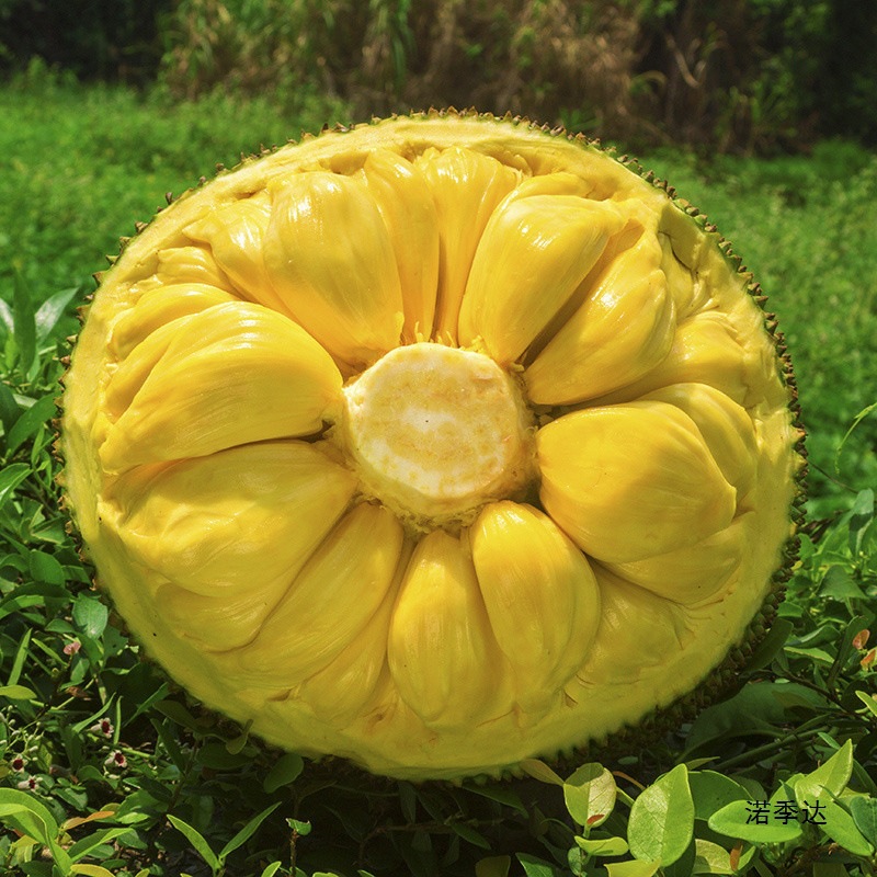Spot Seasonal Hainan Sanya Jackfruit Fresh Fruit Yellow Flesh Jackfruit Fake Durian One Whole Free Shipping Red