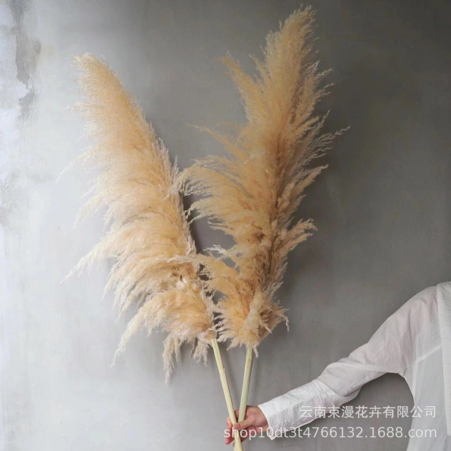 Pampas Grass Dried Flower Bouquet Wedding Decoration Photo Props Reeds Large Pampas Grass Air-Dried