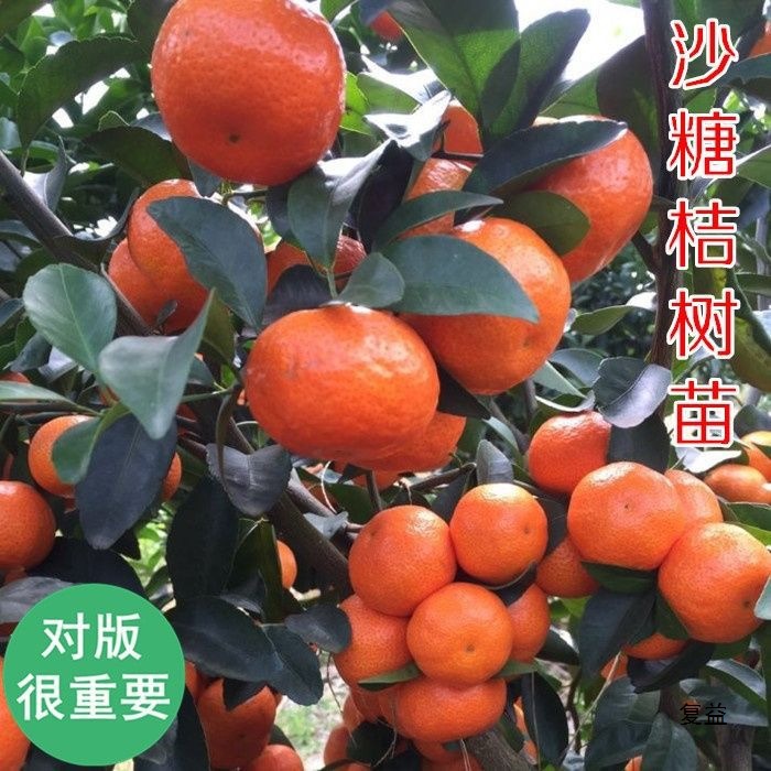 Guangxi Sugar Orange Fresh Fruit Sugar Orange Small Orange Pregnant Women Fruit Super Sweet Orange Seasonal Tangerine