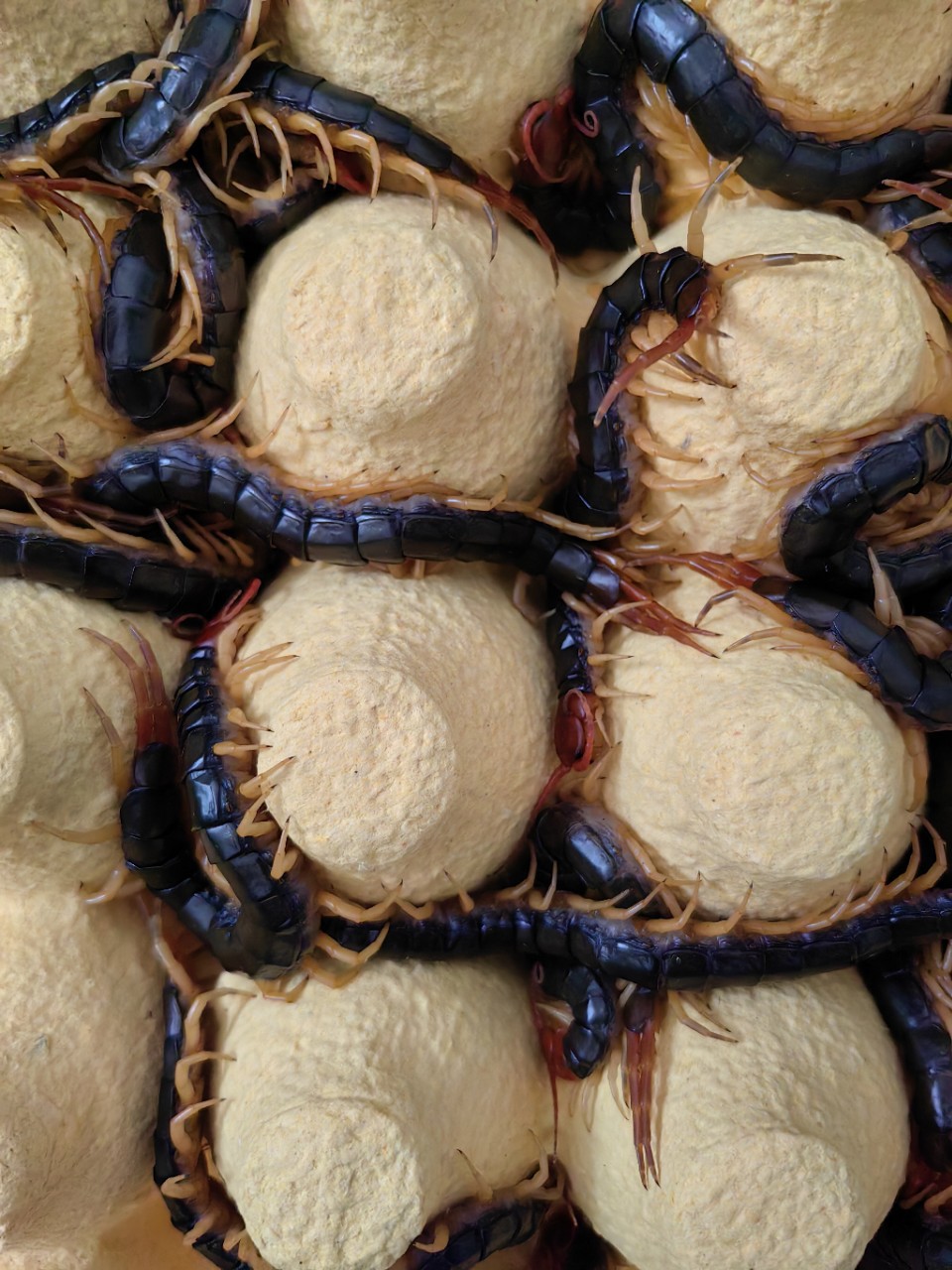 Scorpion Soil Element Live Insect Centipede Arowana Hair Color Centipede Arowana Live Feed Red-Headed Centipede Soaked in Wine Centipede