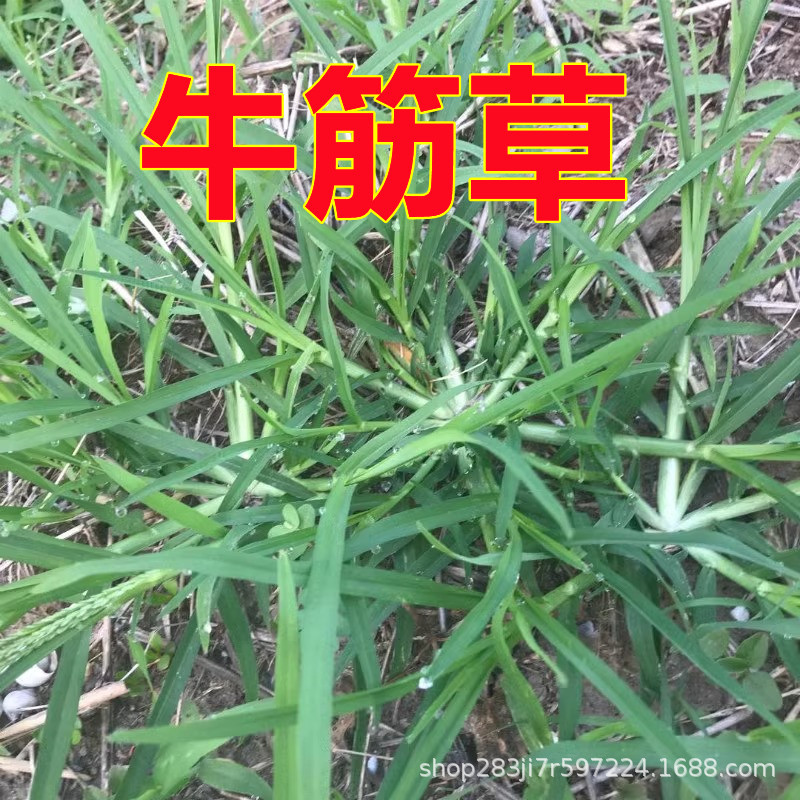 Dog Tooth Grass Seeds, Lawn Grass Seeds, Shelled and Shelled Bermuda Seeds, Greening Slope Protection, Bagan Grass Seeds