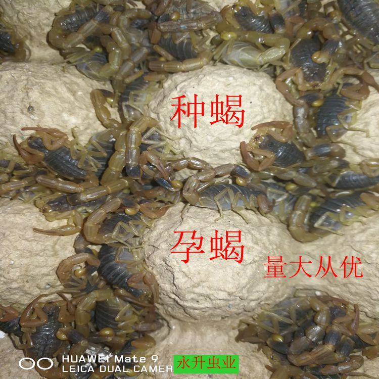 Live Scorpion Yimeng Full Scorpion Scorpion Live Wufu Mountain Full Scorpion Scorpion