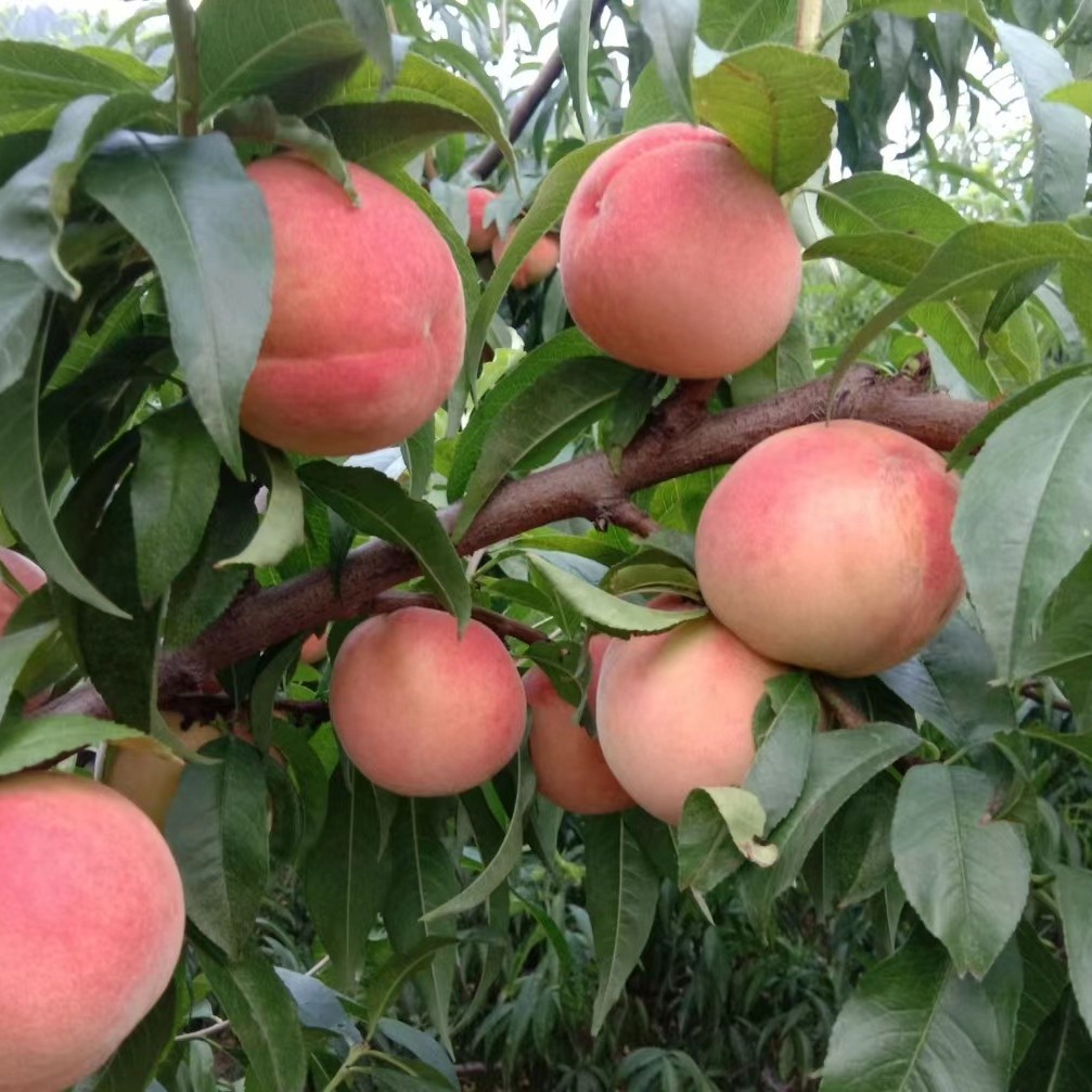 Shandong Hongmei Peach Direct Delivery from the Place of Origin, Seasonal Fruit Peach, Free Shipping, Fruit Peach Dropshipping