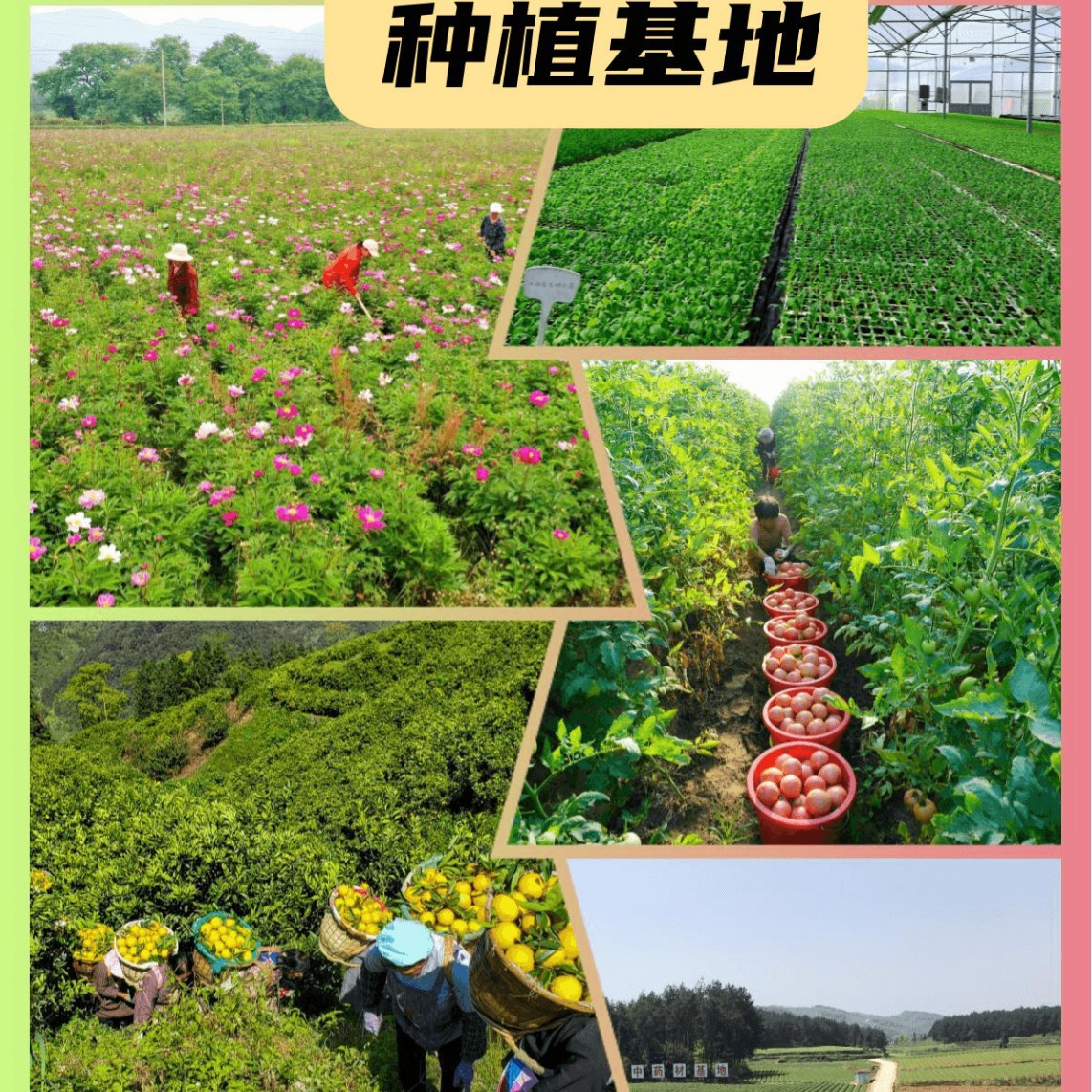 Earthworm Protein Peptide 99% Earthworm Protein Powder Earthworm Protein Peptide Animal Peptide Manufacturer 100G/Piece Han Yuyuanxian