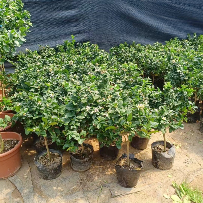 Dropshipping Tahitian Seedless Lemon Saplings, Green Plants, Potted Plants, Courtyard Green Lemon Saplings, Edible Plants