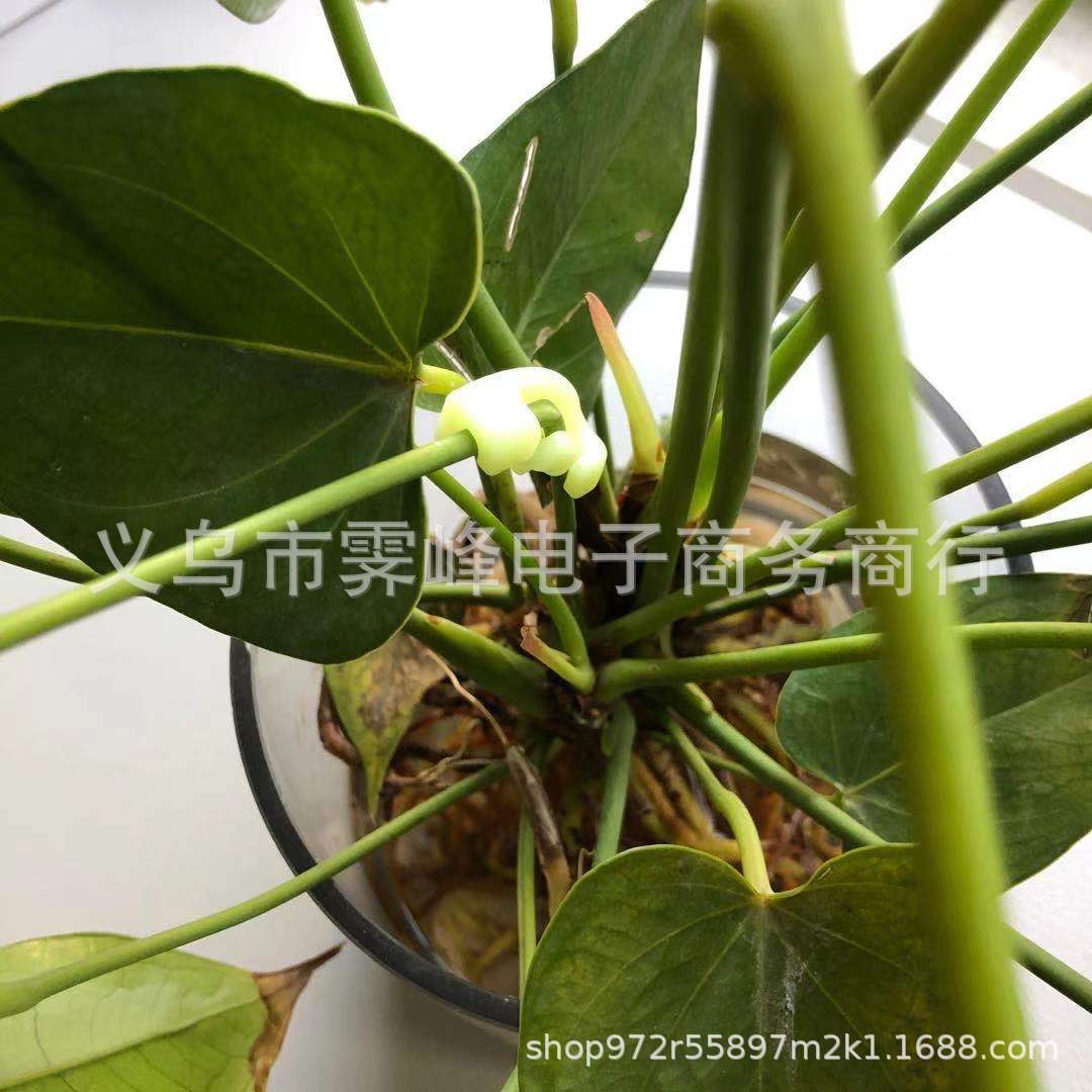 90 Degree Plant Bender Plant height shape training 90 Degree Plant Bender green Plant
