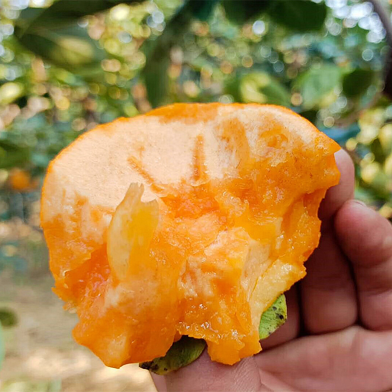 Dropshipping Candied Heart Persimmon Saplings for Planting in Gardens in the North and South, Potted Grafted Sweet and Crispy Persimmon Saplings