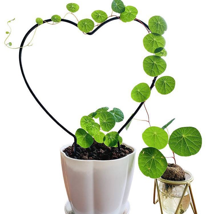 Mountain Turtle Seed Ball Climbing Vine Plant Thousand Gold Vine Seed Ball Green Red Vine Gold Does Not Change Hydroponic Soil Culture Germination Alpine Turtle