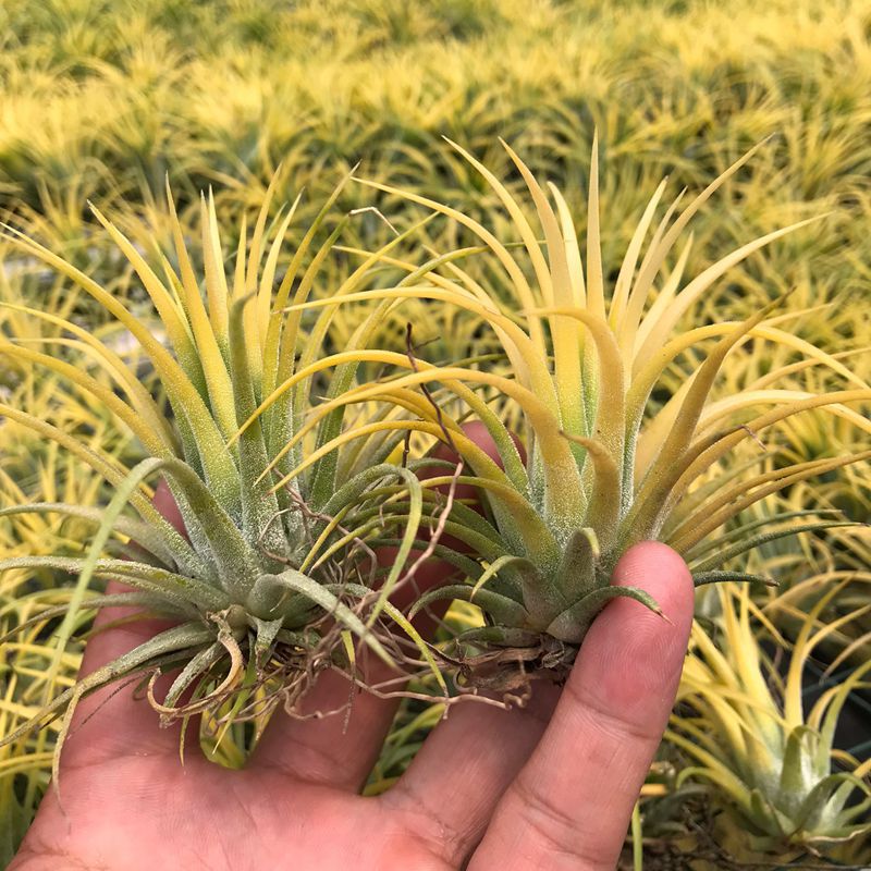 Air Pineapple Plant Potted Base Farm Straight Hair Red Elf Yellow Elf Green Plant Florals Soilless Easy to Grow for Lazy People