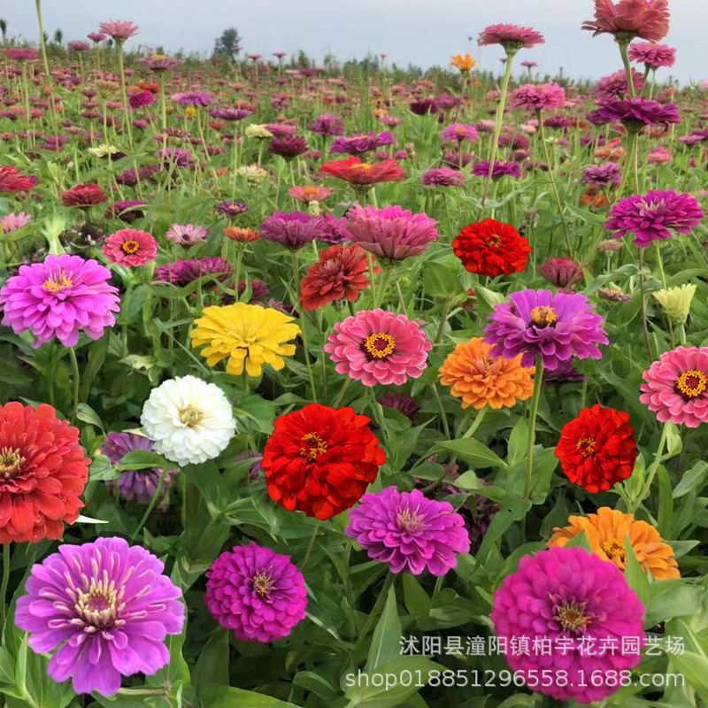 Zinnia Seeds, Large-Flowered Zinnia, Double-Petaled Sunflower Seeds, Four-Season Wildflower Combination Seeds, Support Dropshipping