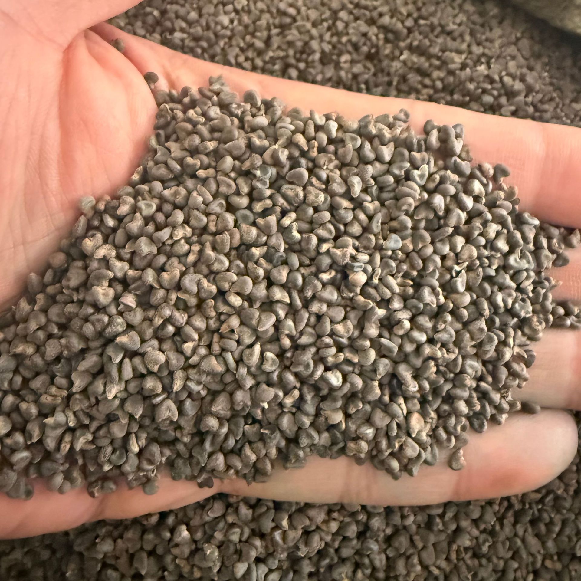 Winter Sunflower Seeds, Winter Sunflower Seedlings, Sunflower Seeds, Sunflower Seedlings, Real Product Photography, Large Quantity Discount