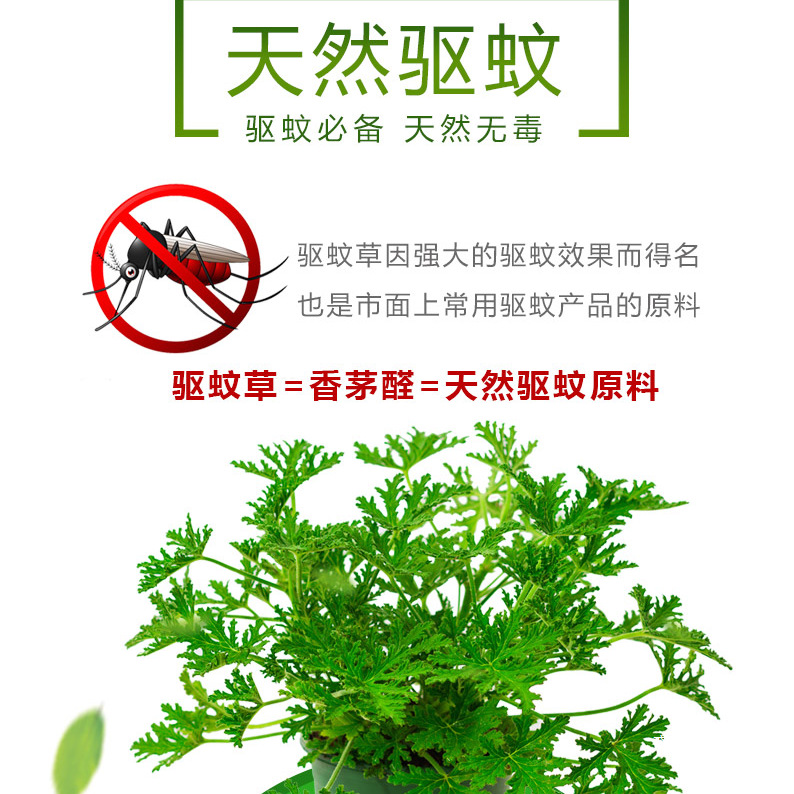 Mosquito Repellent Potted Plants, Outdoor and Indoor Green Plants, Mosquito Repellent Seeds, Courtyard Fragrant Leaves, Geranium Flowers, Anti-Mosquitoes