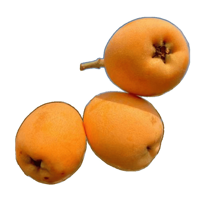 Freshly Picked Yunnan Mengzi Loquat, Fresh Net Weight, Seasonal Large Fruit, Freshly Picked Fruit, Free Shipping for Pregnant Women