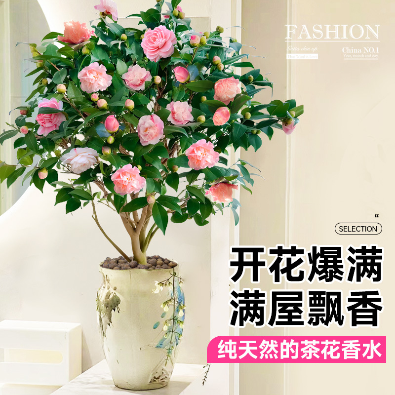 Camellia Potted Saplings with Buds, Five-Color Red Flowers, Bloom All Seasons, Indoor Plants, Easy to Care for on the Balcony