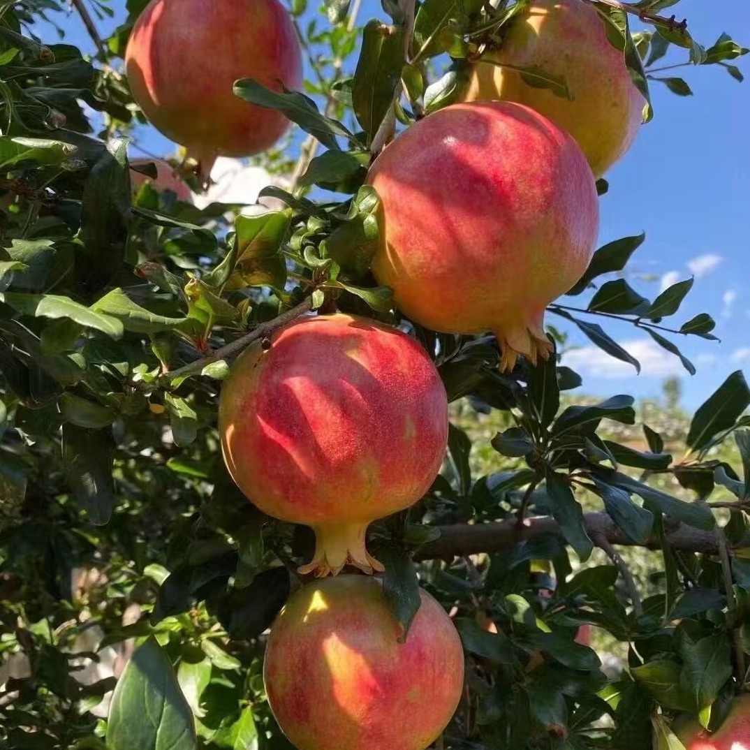 Sichuan Huili Tunisian Soft Seed Pomegranate Fresh Fruit Gift Employee Welfare Gift Box One Piece Free Shipping