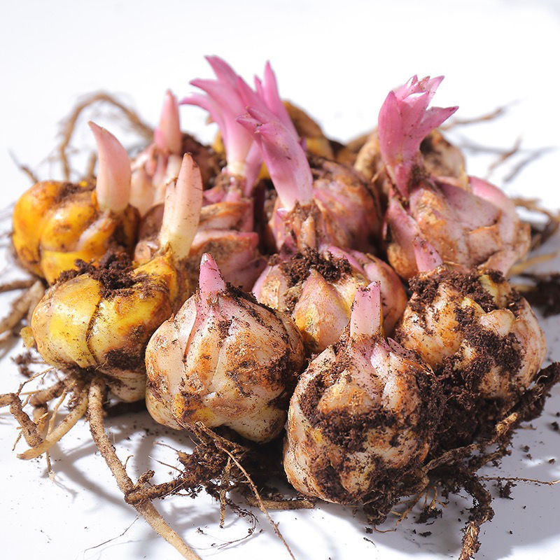 Fresh Perfume Lily Bulbs with Buds, Four-Season Green Plants, Potted Flower Seeds, Indoor Balcony Flower Seedlings, Large Bulbs