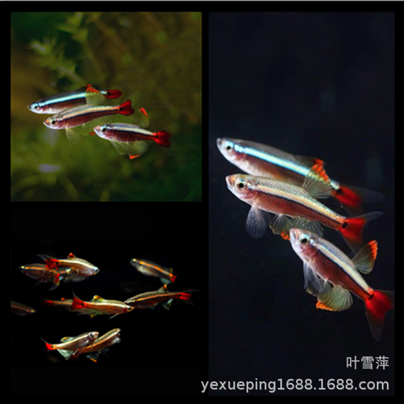 Yellow red tail fish live magnificent gold silk native fish cold water fish low temperature resistant fish grass tank swimming fish tropical fish view