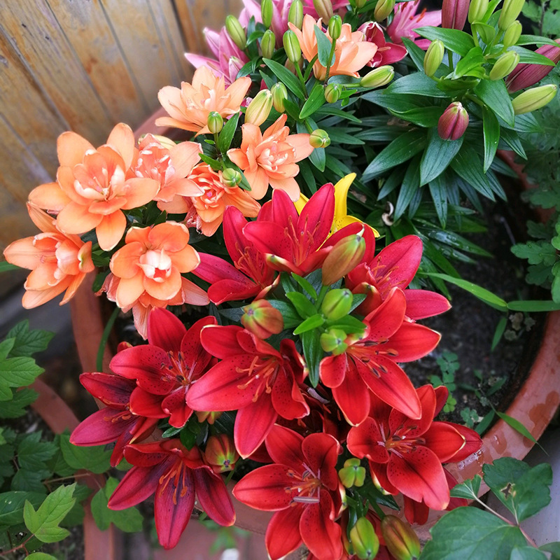 Wholesale Perfume Lily Bulbs with Buds, Easy-To-Live Seeds for All Seasons, Green Plant Bulbs, Flower Lily Potted Plants