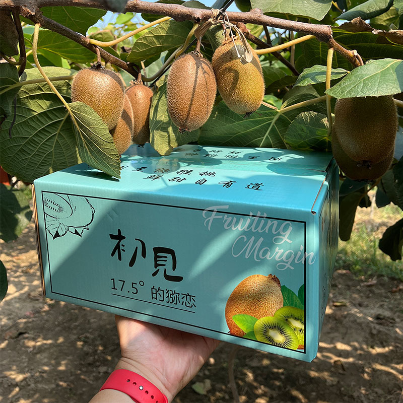 Киви Цуйсян из Шэньси, зеленосердечный, сладкий и сочный, свежий киви, собранный и отправленный в сезон