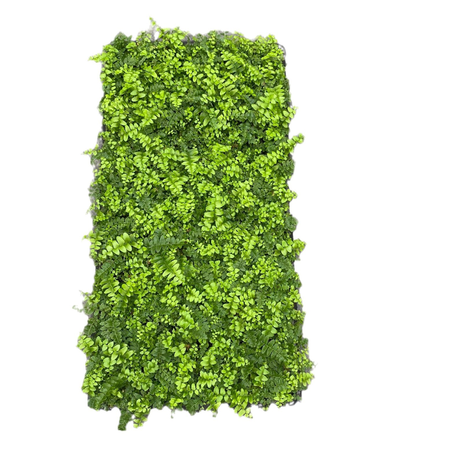 The Manufacturer Supplies a Large Number of Indoor Ornamental Ferns, Boston Fern Tissue Culture Micro-Landscape Small Potted Foliage Seedlings Wholesale