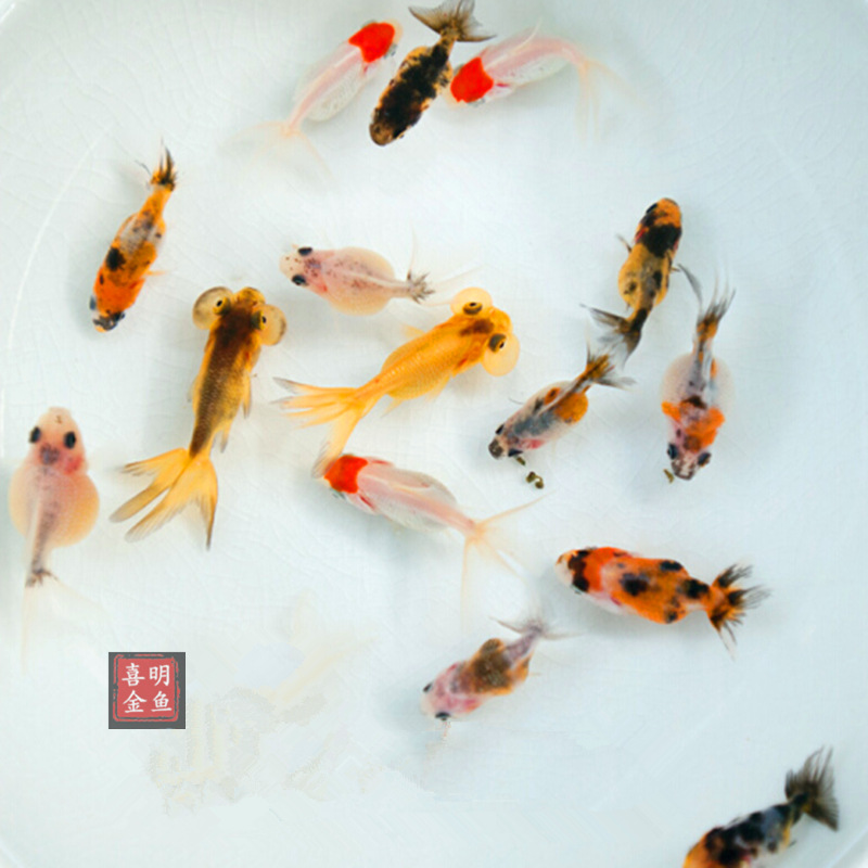 Живые золотые рыбки, красные львиные головы, драконьи глаза, транспортный пакет