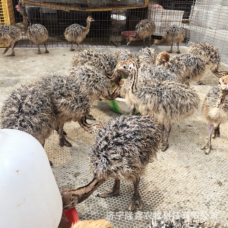 Where to Buy Ostrich Seedlings, Egg-Laying Ostrich Prices, Ostrich Egg Seedling Prices, Live Ostrich Breeding Techniques
