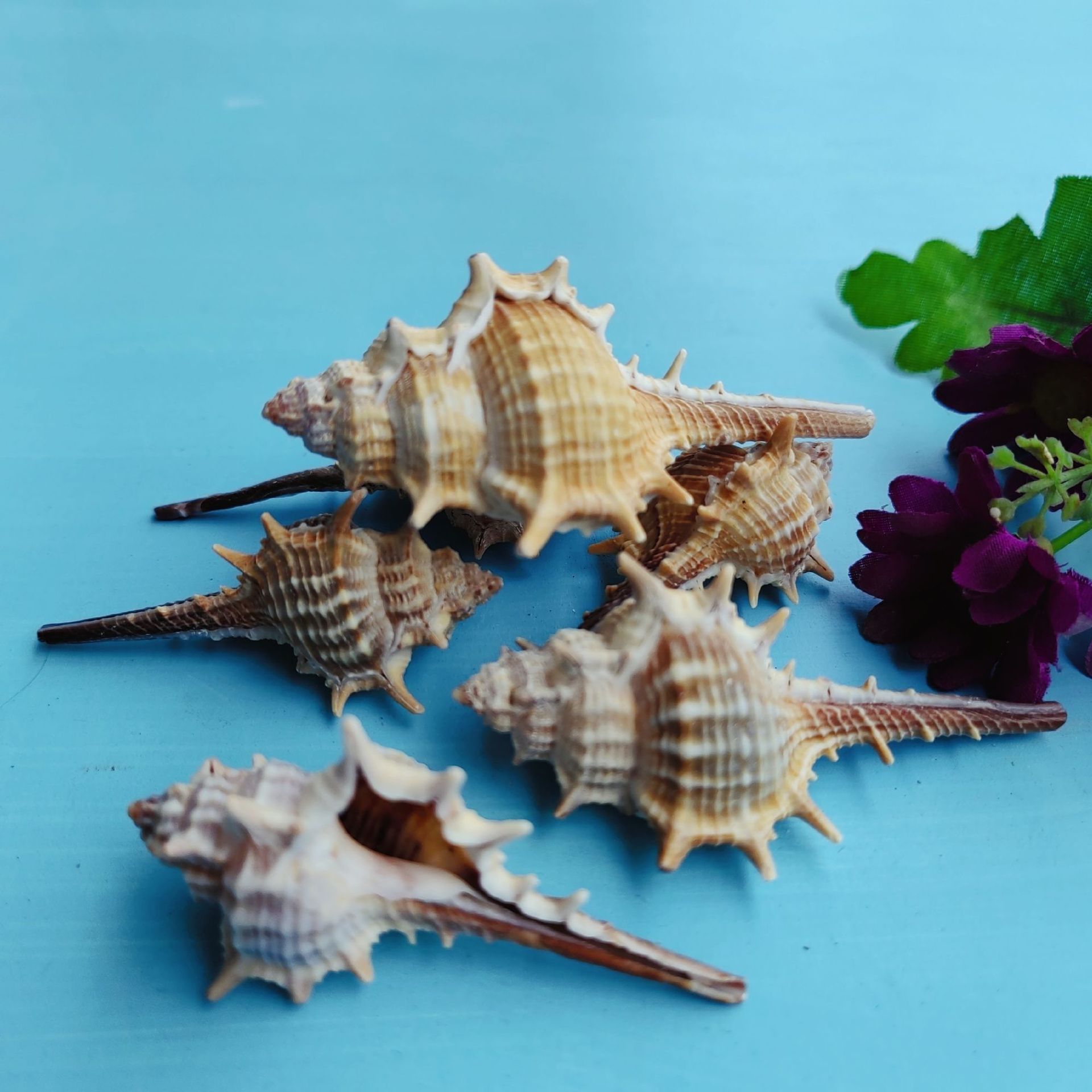 Natural shell snail conch 5-9cm home fish tank aquarium contrast micro landscape decoration