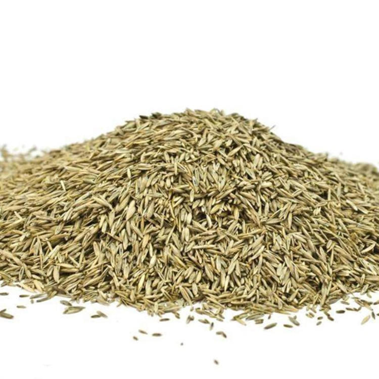 Factory Wholesale Slope Protection Grass Seeds, Greening Grass Seeds, Slope Lawn Seeds, Four-Season Green Dog Tooth Grass, Ryegrass