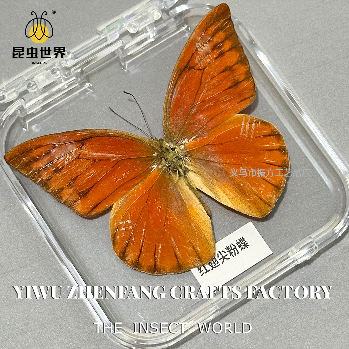 Zhenfang Ремесло Реальная Насекомая Экспонат Прозрачная Упаковка Бабочки Крылья Девочка Детский Праздничный Подарок Коллекция Орнаменты