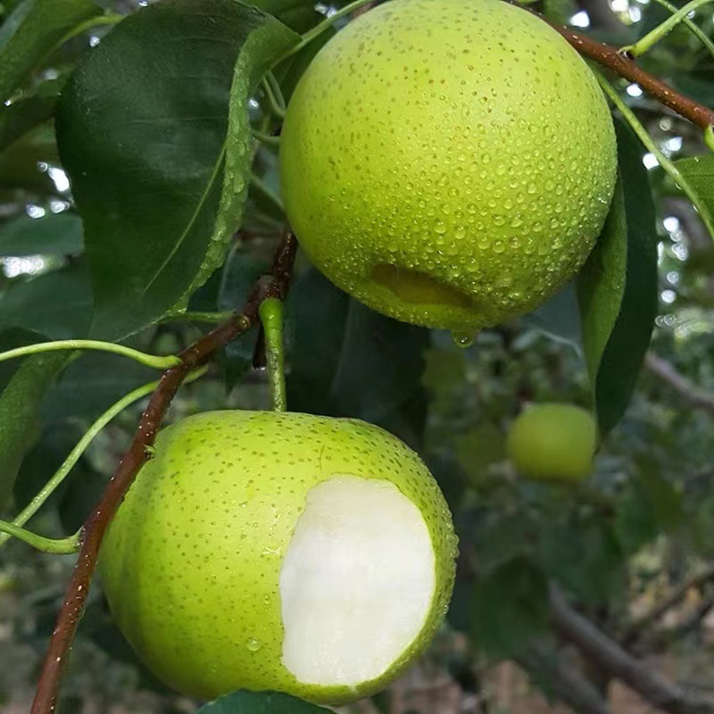 Anhui Dangshan Green Pear, Direct Delivery from the Place of Origin, Free Shipping for Green Pear, Seasonal Fruit, Green Pear, One Piece Drop Shipping
