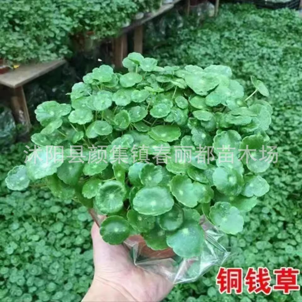 Cross-Border Wholesale E-Commerce Specializes in Water-Cultured Seeds, Hydroponic Plants, Flower Potted Plants, Indoor Evergreen Pennywort Seeds