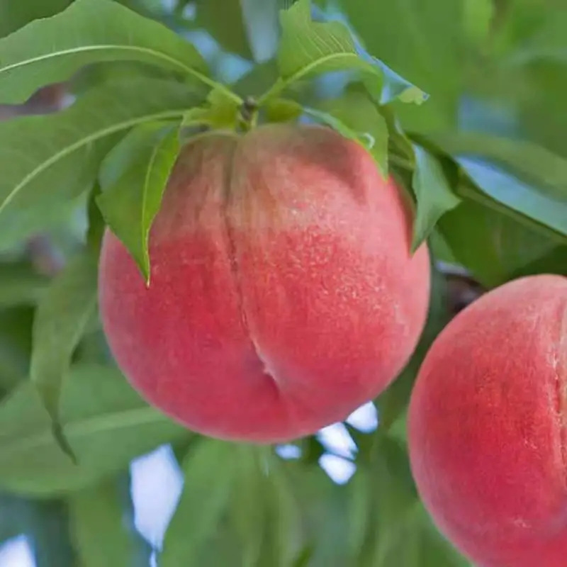 Shandong Hongmei Peach Direct Delivery from the Place of Origin, Seasonal Fruit Peach, Free Shipping, Fruit Peach Dropshipping