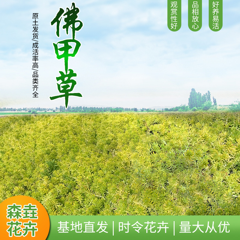 Саженцы травы Будды в горшках для озеленения крыш, ландшафтное растение с золотыми листьями, вечнозеленые саженцы седума нотогинсена