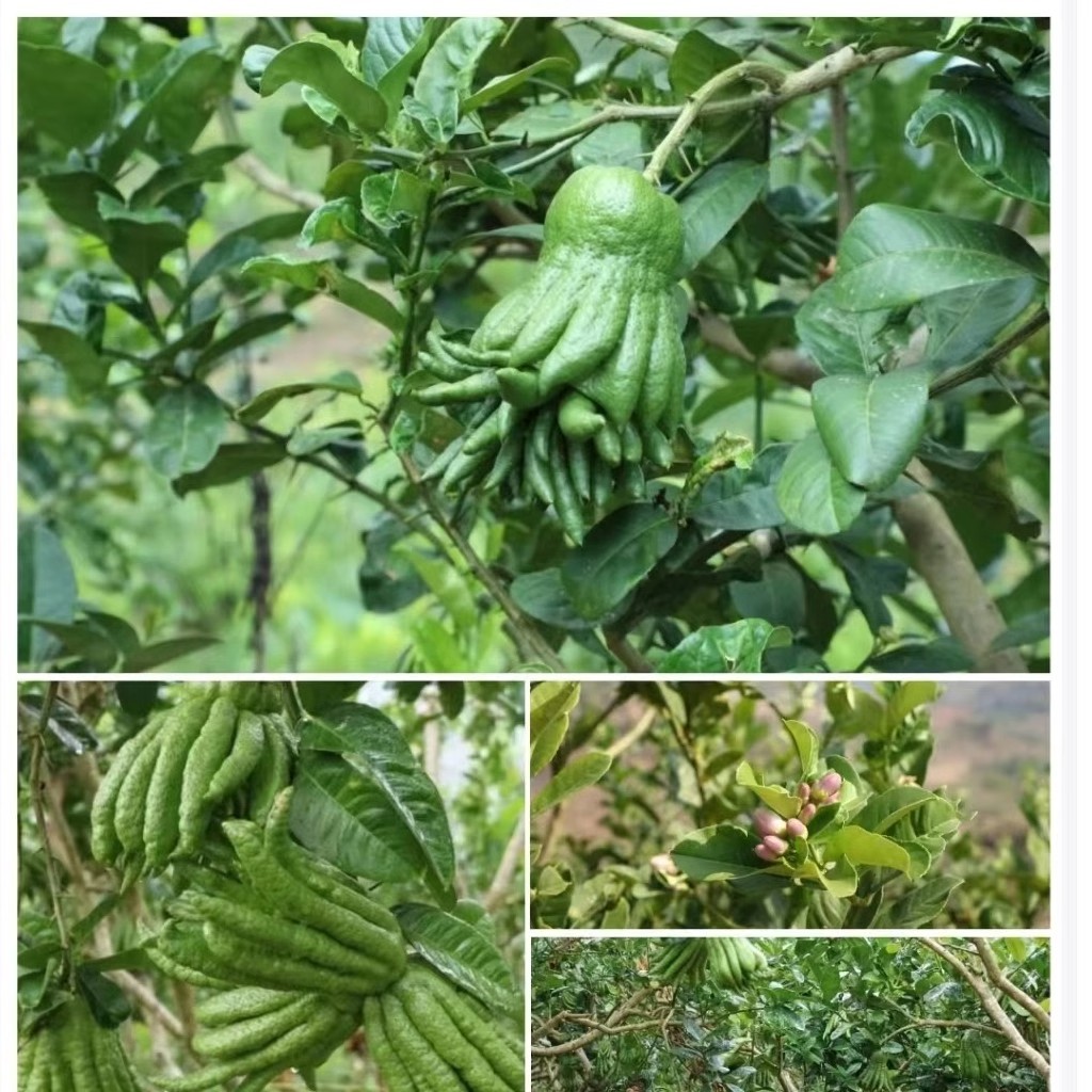 Yunnan Bergamot Tribute Fragrance Alpine Bergamot Extra Large Fruit Non-Jinhua Bergamot Fragrance with Branch Hydroponic Offering