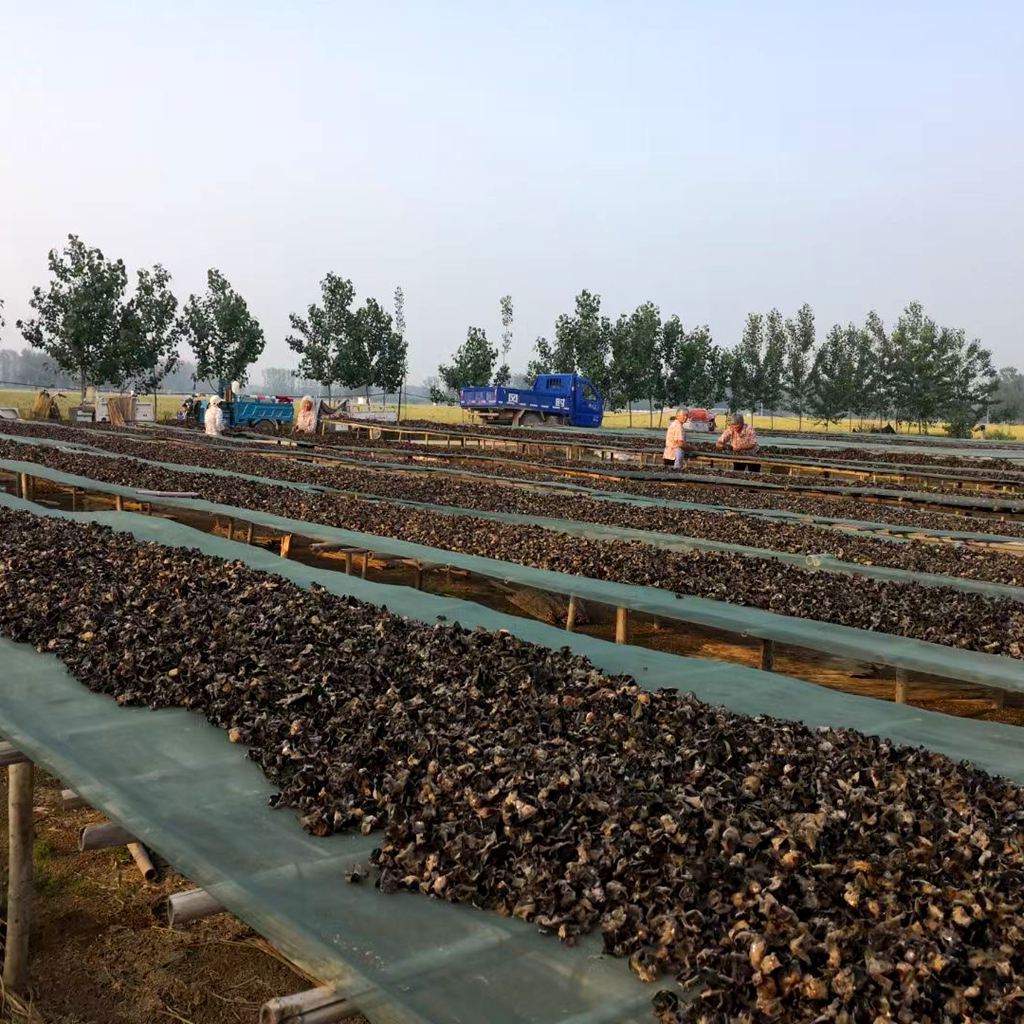 Special Black Fungus Mushroom Bags for Planting, Black Fungus Mushroom Sticks with Uniform Ear Production, Good Resistance, and High Yield Edible Mushroom Fungi