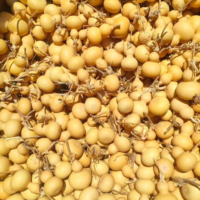 Factory Direct Supply of Natural Gourds for Hand-Twisting, Mini Gourds for Hand-Twisting, Natural Gourds with Taps for Wholesale