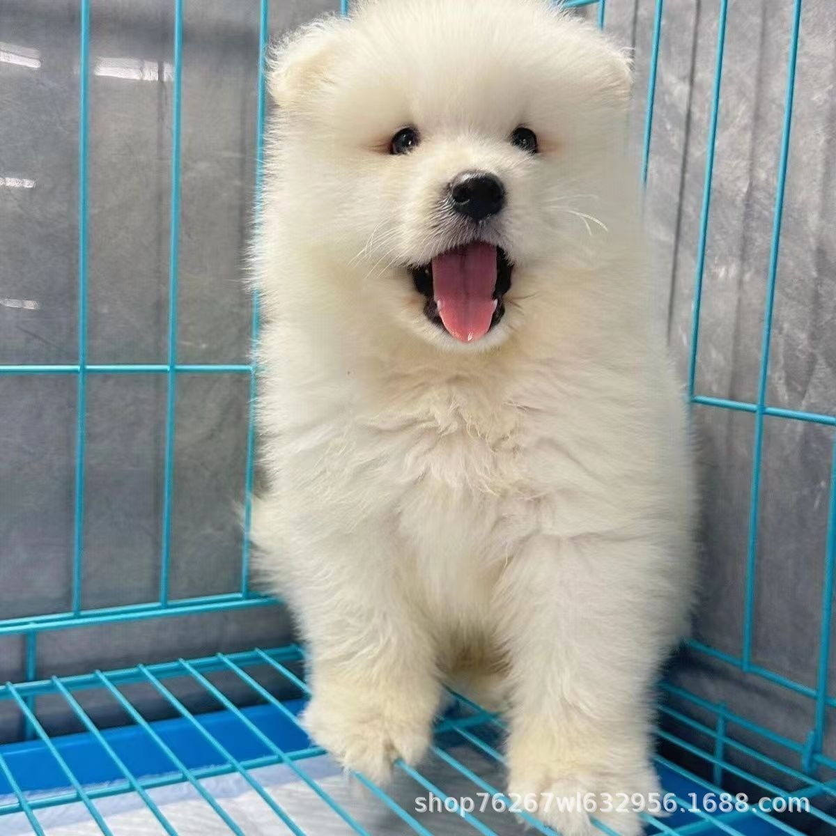 Wholesale Smiling Angel Samoyed Sleigh Puppy Living Pet Dog Work Dog Guard Dog Companion Dog