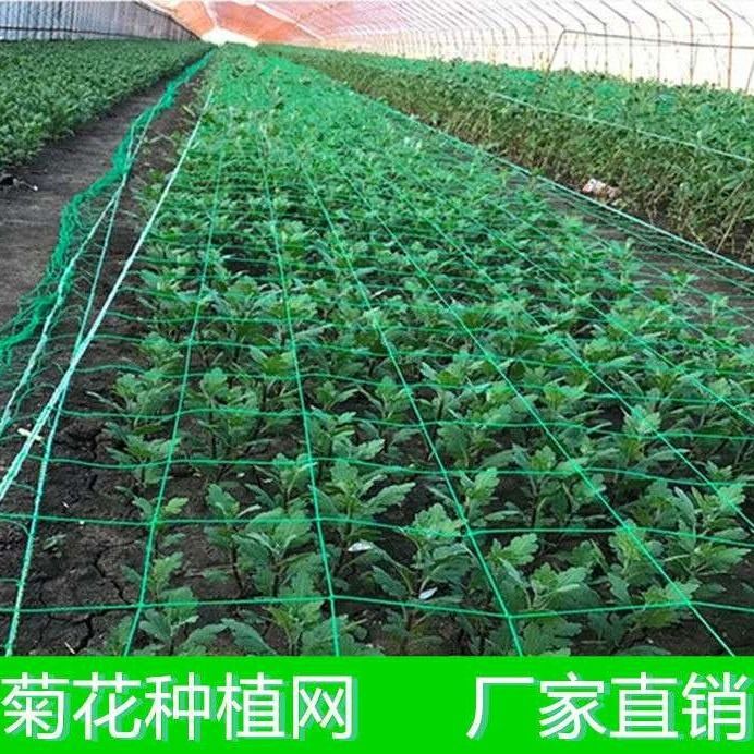 Сетка для посадки в теплицах, для лука, хризантем, чеснока, желтого сельдерея, Дендробиума, сетка против падения