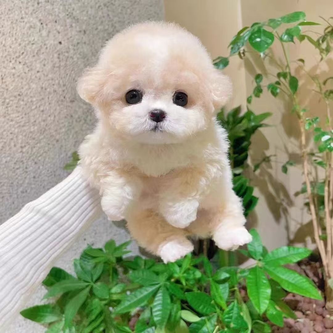 Purebred Teddy Dog Puppy Live Small Teddy Dog Live Animal Teacup Dog Teddy Dog Puppy Puppy Pet Live Dog