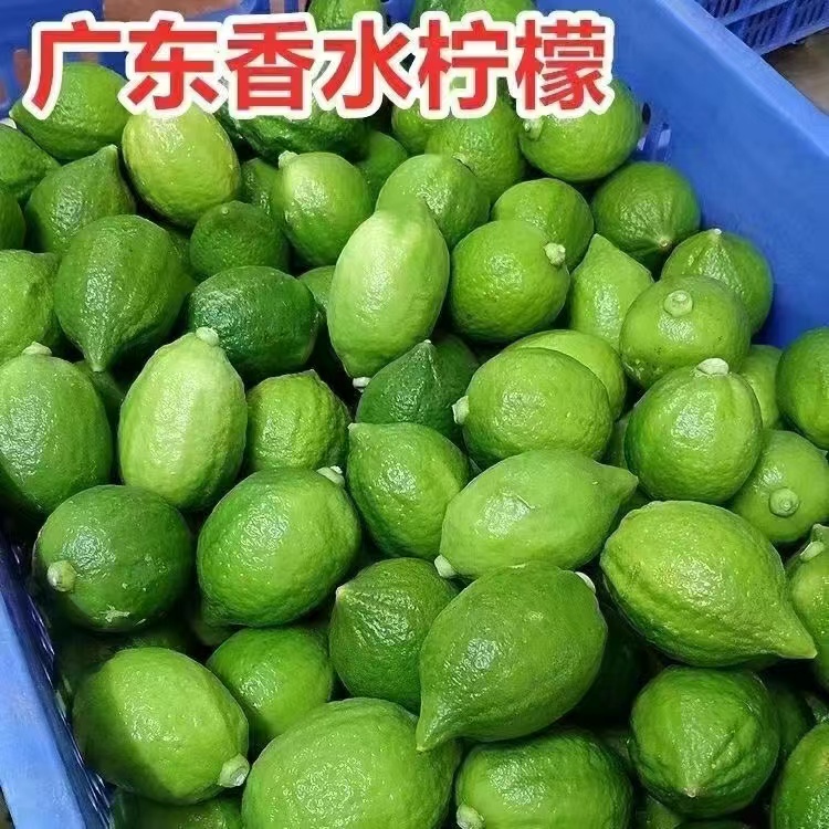 [Freshly Picked from the Orchard] Authentic Guangdong Seedless Perfume Lemon First-Grade Fruit Hand-Made Lemon Tea Milk Tea Shop Commercial