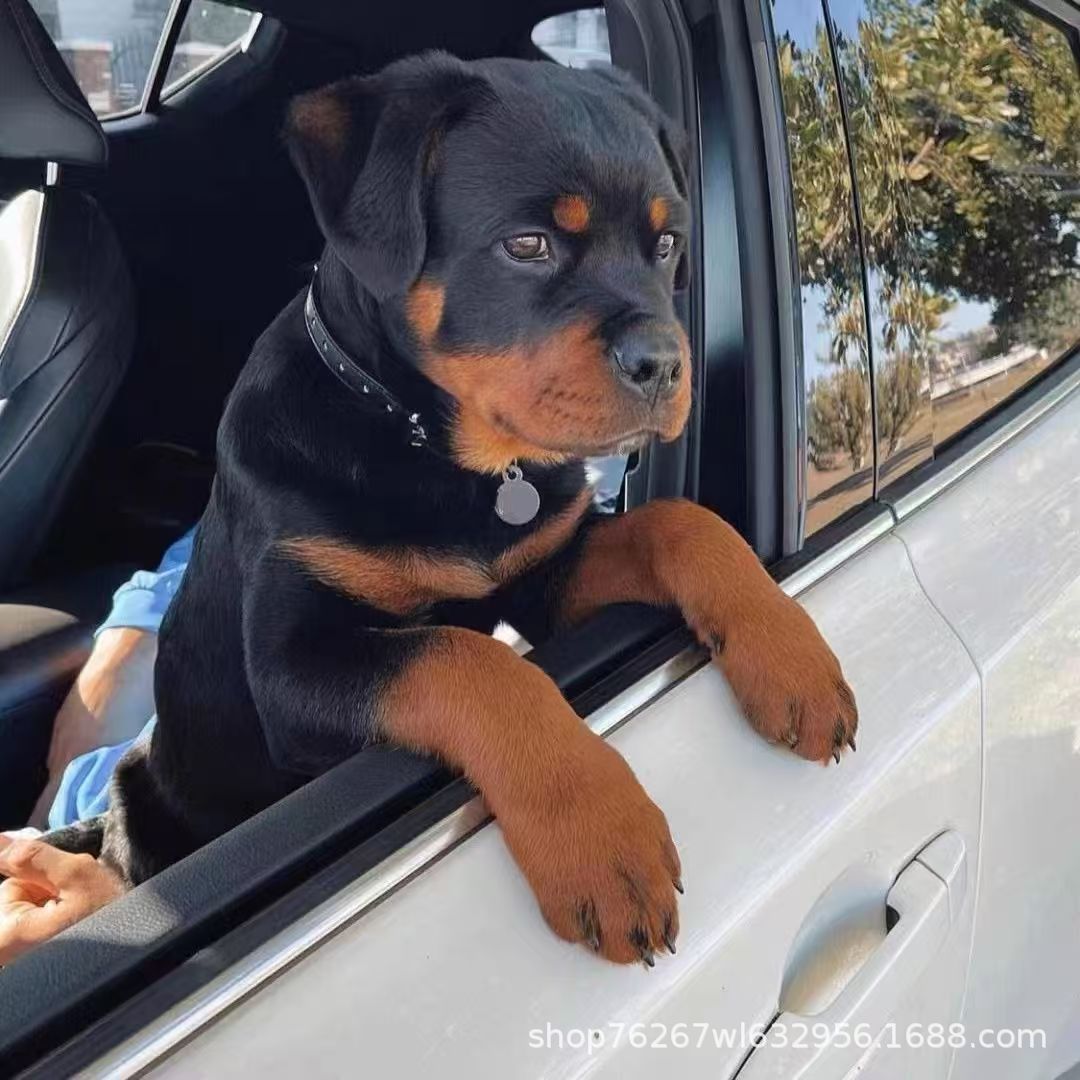 Ротвейлер щенок взрывозащищенная собака для дома, уход за собакой в больнице, немецкая охранная собака, большая охранная собака