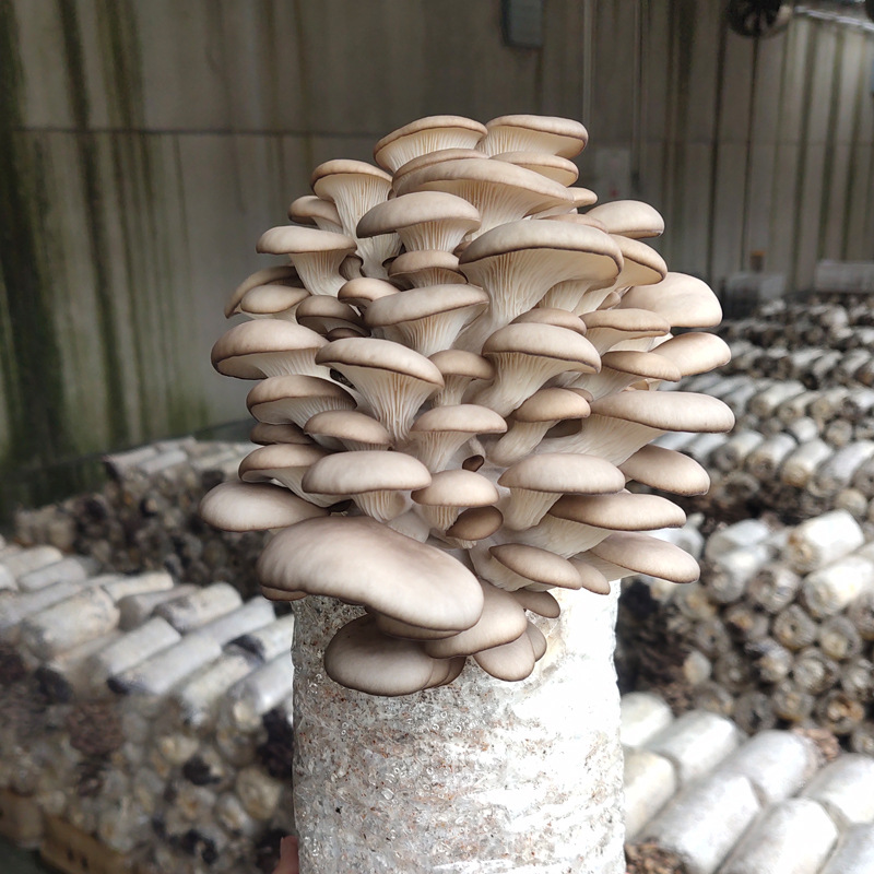 Oyster Mushroom Large Bag 2.5kg Large Bag High Output Mushroom Edible Mushroom Planting Pot Balcony Mushroom Stick