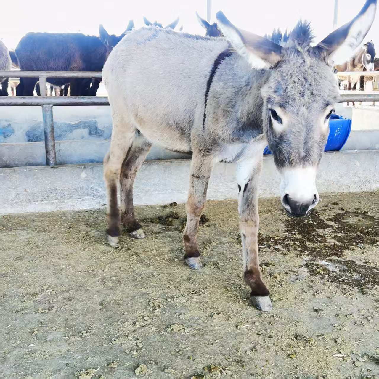 Live Pet Mini Donkey for Viewing and Riding, Donkey Pulling Cart, Small Donkey for Scenic Spots and Manor House, Small Donkey Exhibition for Sale