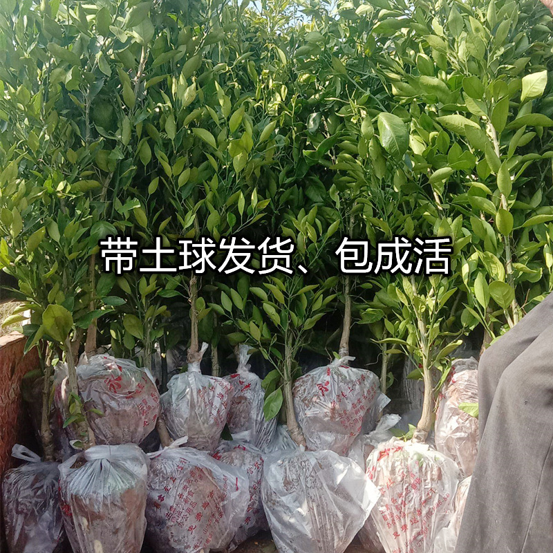Dropshipping of Daya Citrus Saplings, Potted Seedlings Planted in the North and South, Grafted Seedless Four-Season Sweet Orange Fruit Saplings