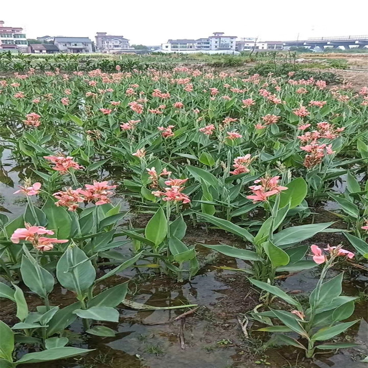 Aquatic Calla Lily Seedlings Wholesale in Large Quantities, Yellow and Pink Flower Pot Seedlings, Artificial Wetland River Aquatic Plants, Artificial Wetland