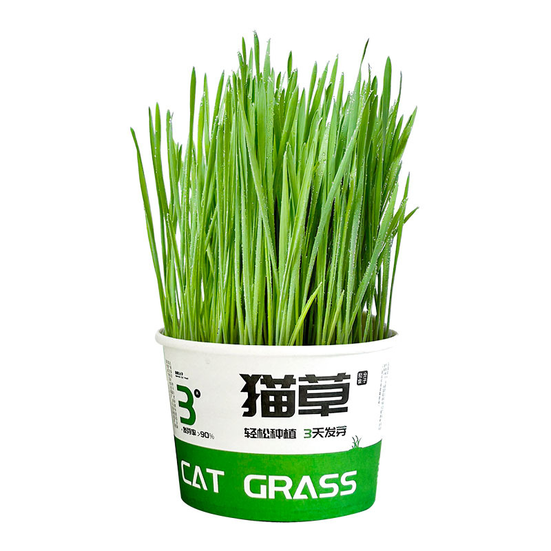 [Factory Original] Lazy Cat Grass Canned Hydroponic Soilless Hair Removal Ball to Help Digestion Snacks Instant Noodles Cat Grass Potted Plants