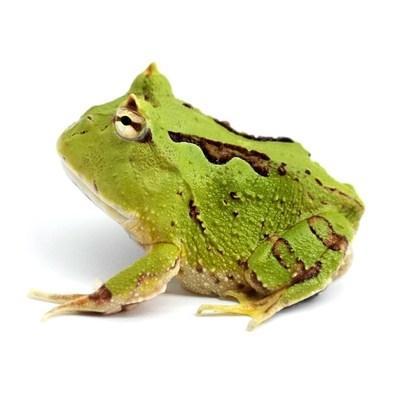 Horned Frog Live Wholesale Gold Horned Frog Green Horned Frog Pet Frog Butterfly Horned Frog Overlord Horned Frog Clown Bell Horn