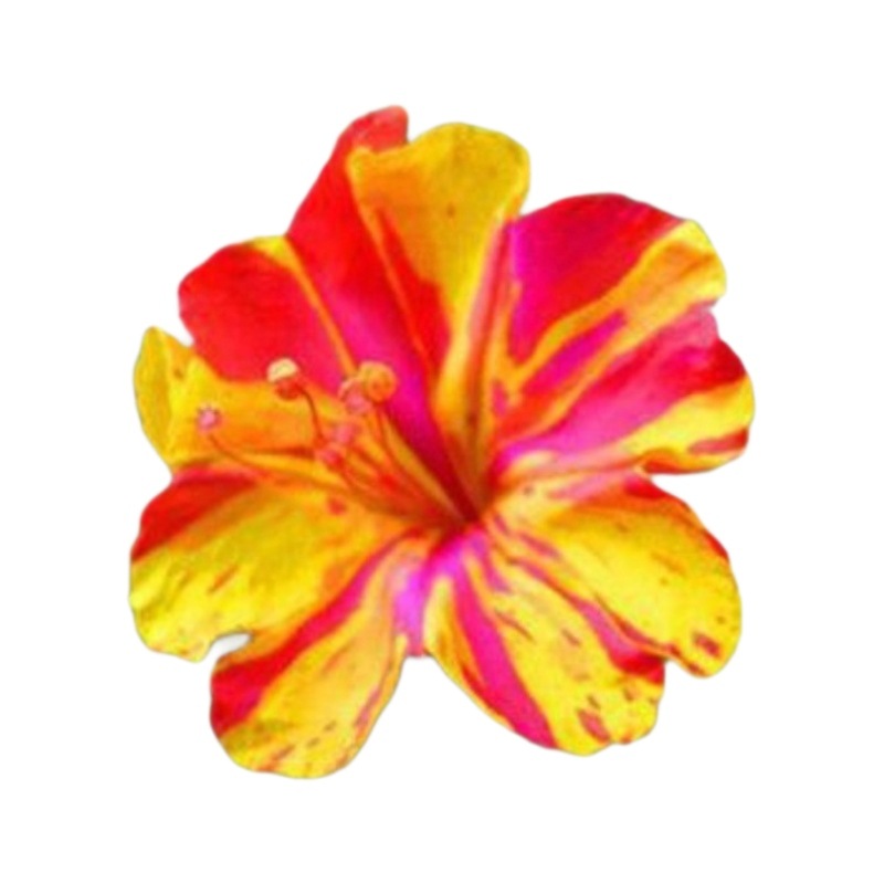 Jasmine Seeds Are Easy to Grow in All Seasons, Indoor Balcony Flower Pots, Perennial Flowering Seeds