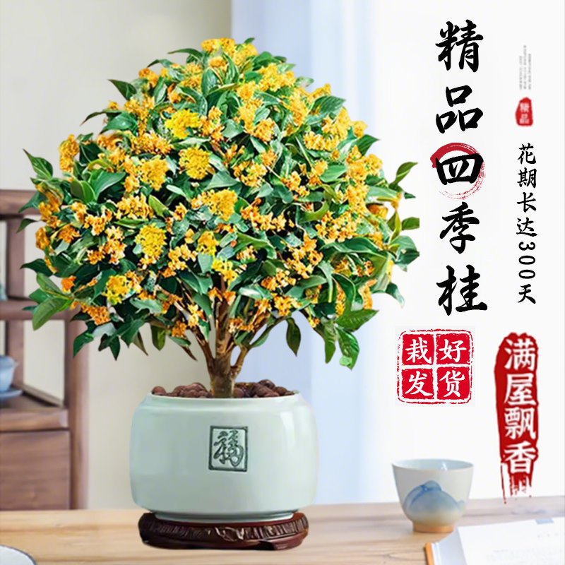 Саженцы османтуса, крупные саженцы, для круглогодичного цветения