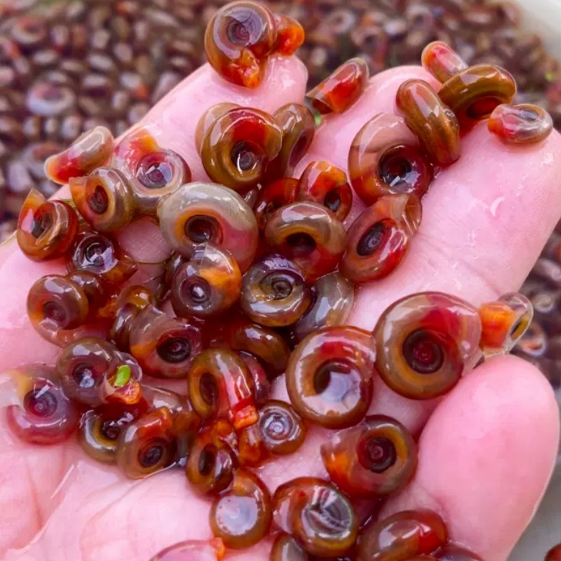 Живая наживка для аквариумных питомцев: красные яблочные улитки, инструментальные улитки, улитки для удаления водорослей, улитки-питомцы, зебровые улитки, маленькие улитки с головой собаки